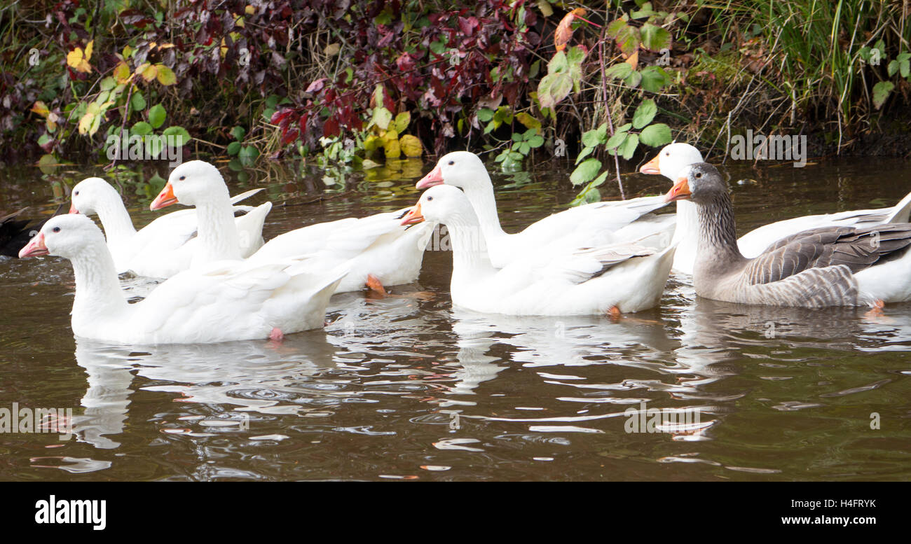 White Geese swimming in a pond, farm inspired Stock Photo Alamy