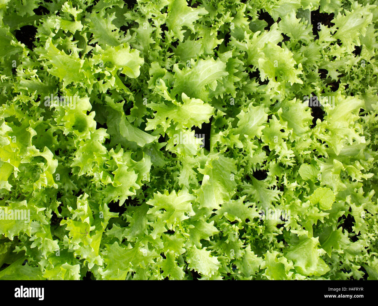 Curly endive green plant ready for transplanting, farm inspired Stock Photo