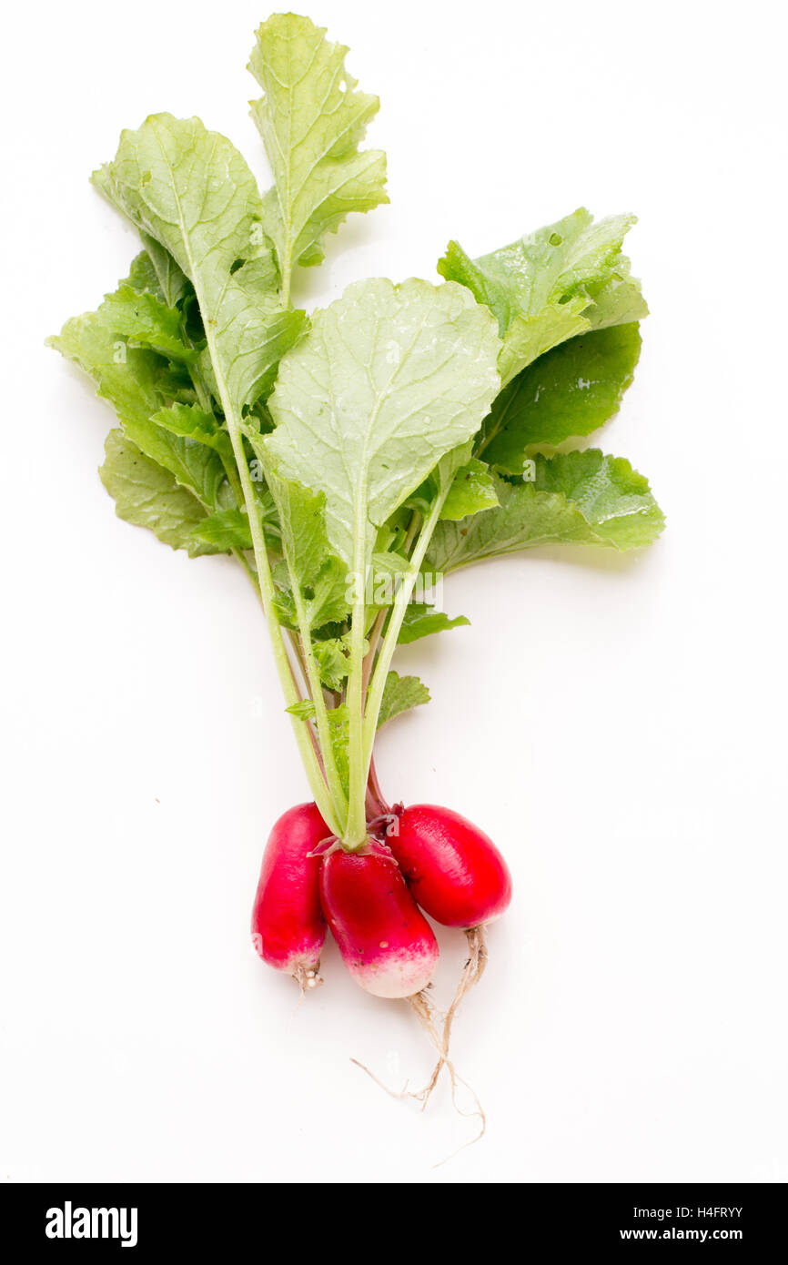Three red radishes ready to be eaten, farm inspired Stock Photo