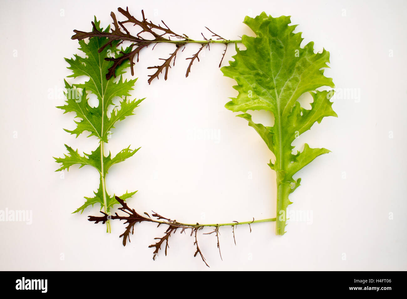 Picture framing of mustard salad greens, farm inspired Stock Photo