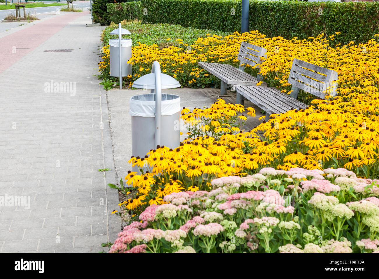many flowers with two wooden benches in nature Stock Photo - Alamy
