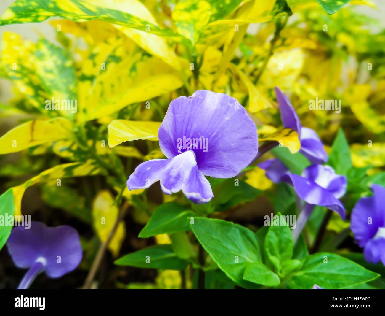 Otacanthus caeruleus the name of purple white flower ,Thailand call Blue Hawai Stock Photo