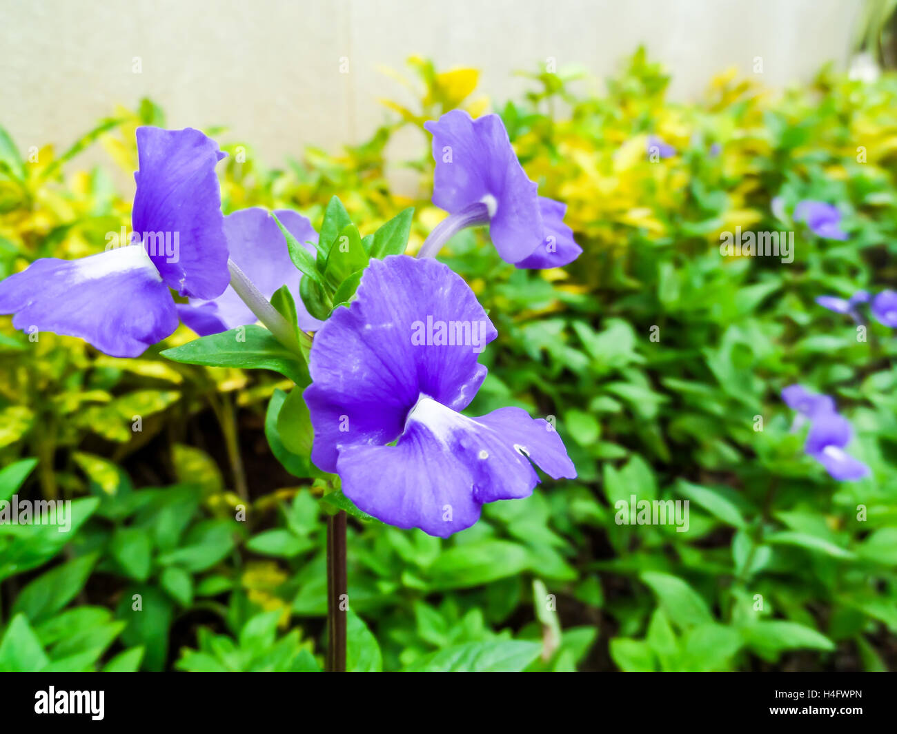 Otacanthus caeruleus the name of purple white flower ,Thailand call Blue Hawai Stock Photo