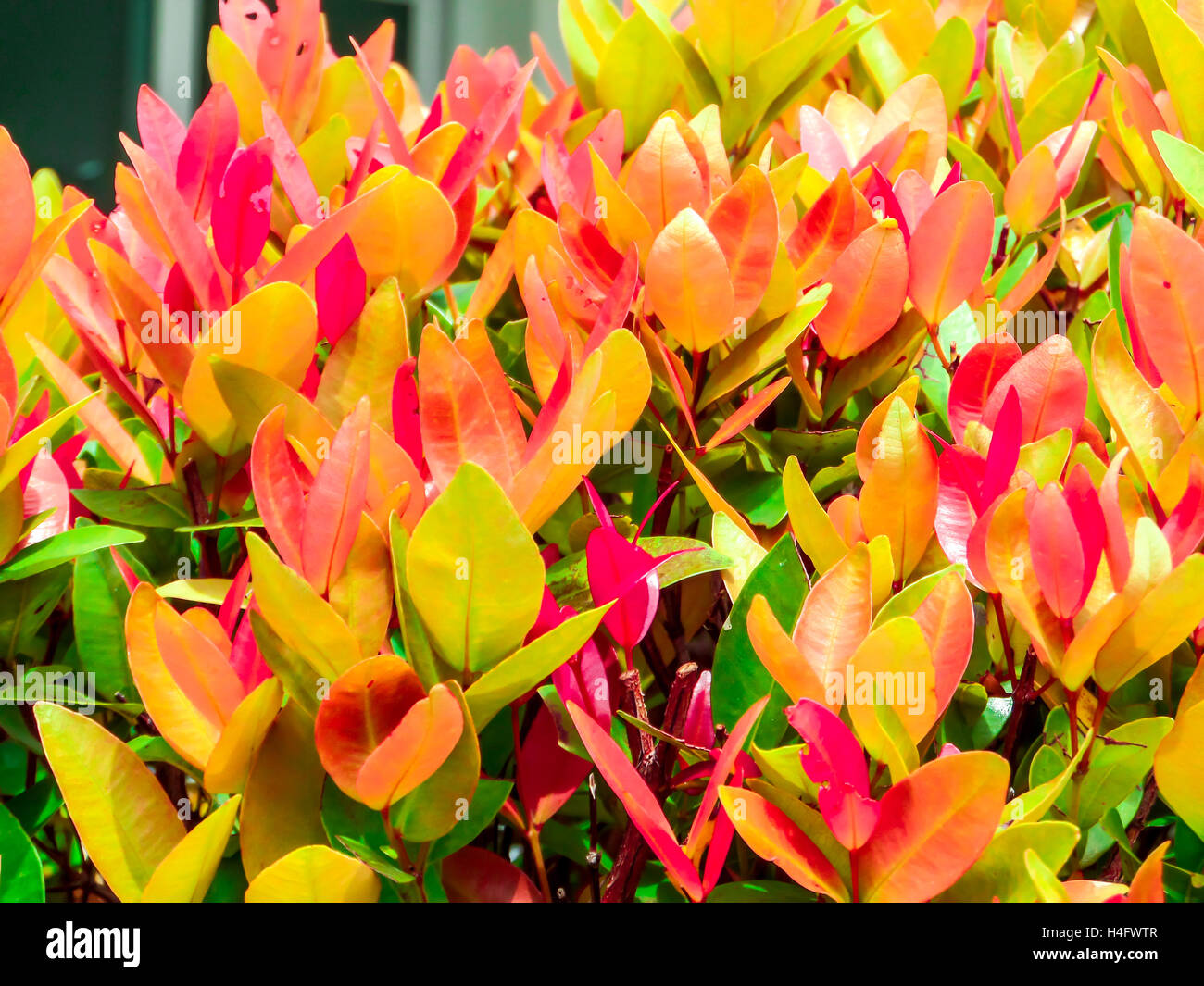 Australian Rose Apple has another name such as Brush Cherry, Creek Lily