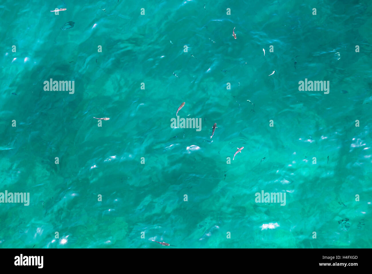Many fish on the beautiful water surface. Top view of the Alboran Sea in the Strait of Gibraltar. Stock Photo