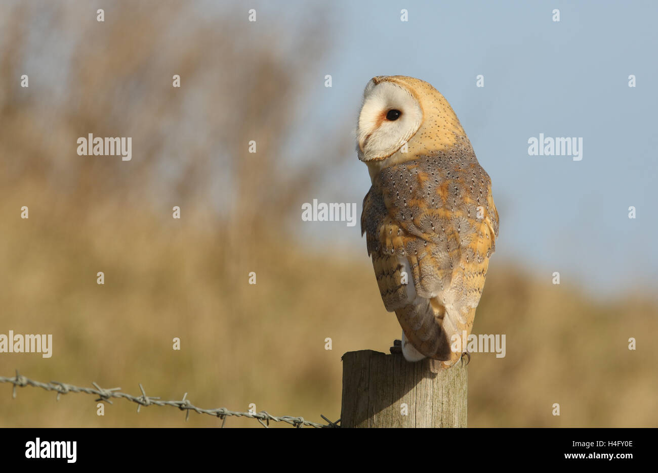 A Hunting Barn Owl (Tyto alba) resting on a post looking for Prey. Stock Photo