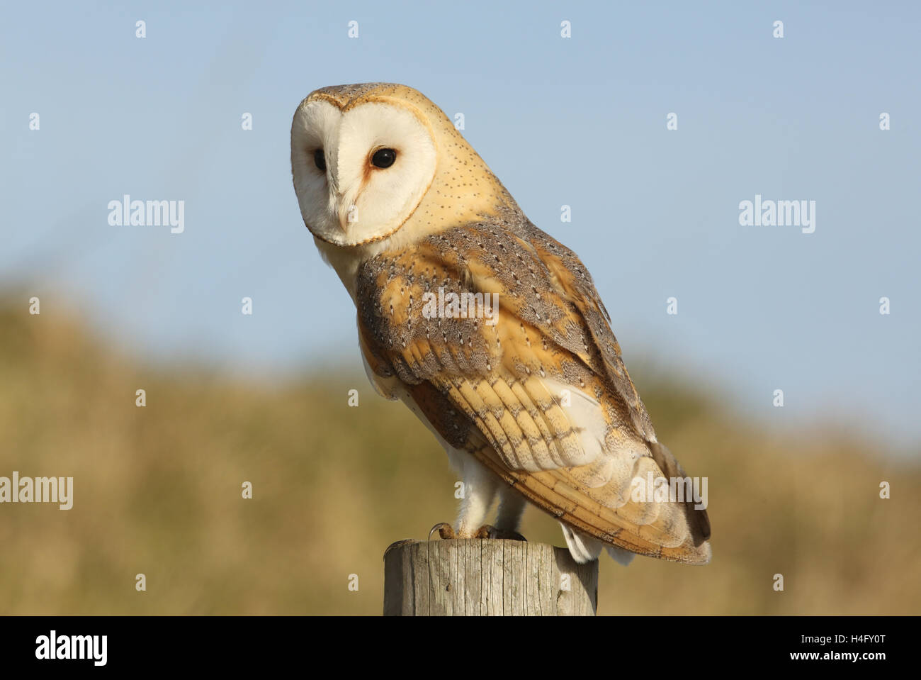 A Hunting Barn Owl (Tyto alba) resting on a post looking for Prey. Stock Photo