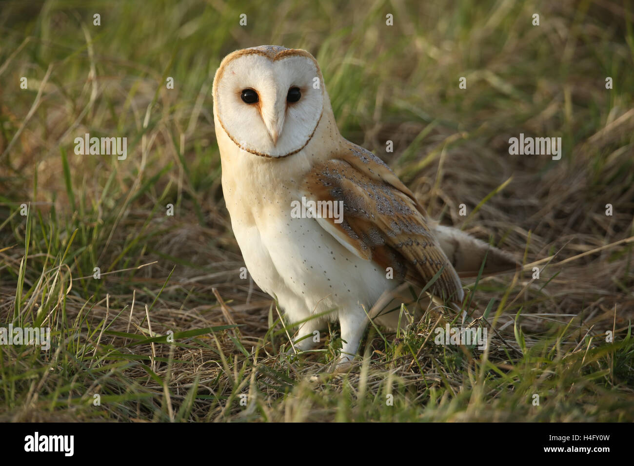 A Hunting Barn Owl (Tyto alba) resting in the grass after failing to catch its prey. Stock Photo