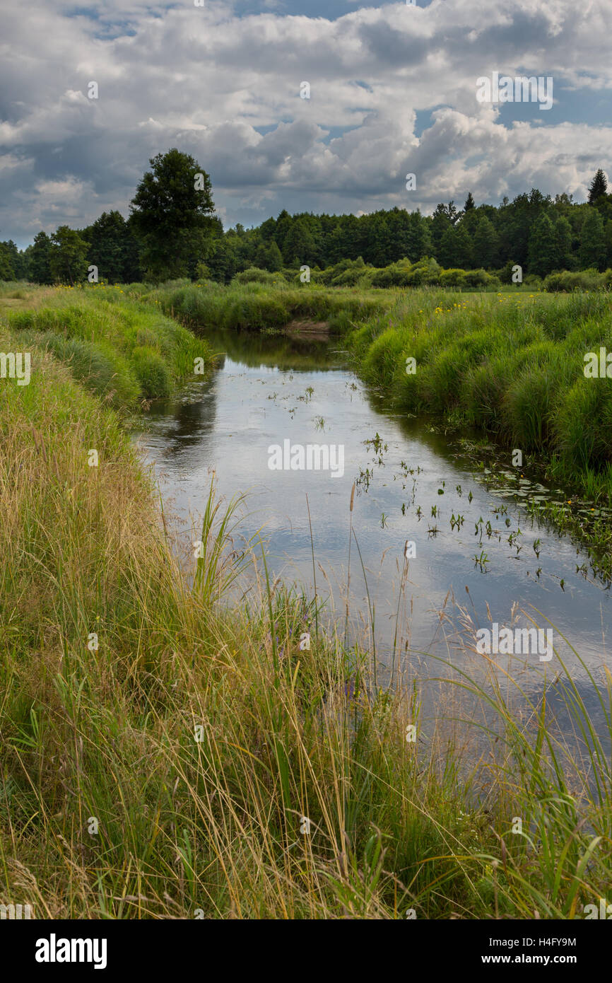 Slow flowing river in summer crossing partly abandoned meadows,Bialowieza forest,Poland,Europe Stock Photo