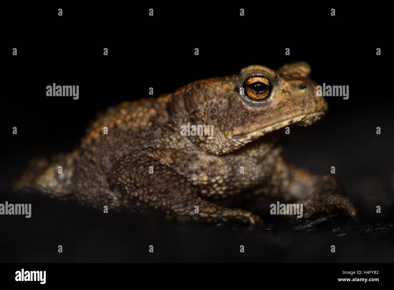 Juvenile common toad (Bufo bufo) against black background. Familiar amphibian at night on burnt wood, with bright eyes visible Stock Photo