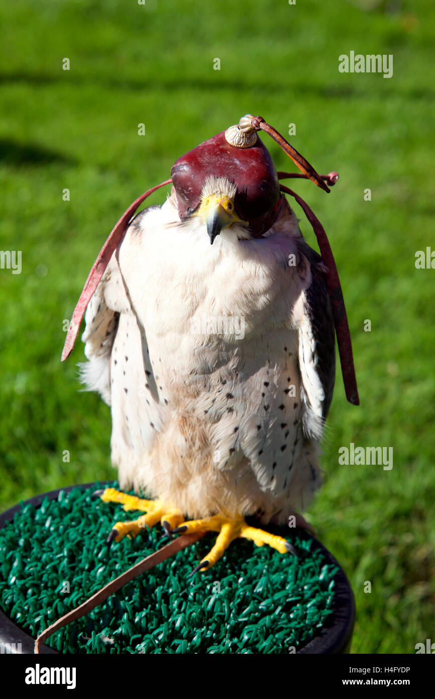 Hawk wearing a falconer’s hood Stock Photo