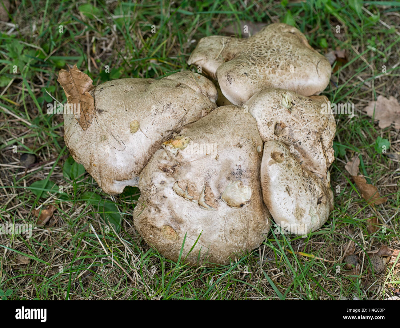 Ectomycorrhizal hi-res stock photography and images - Alamy