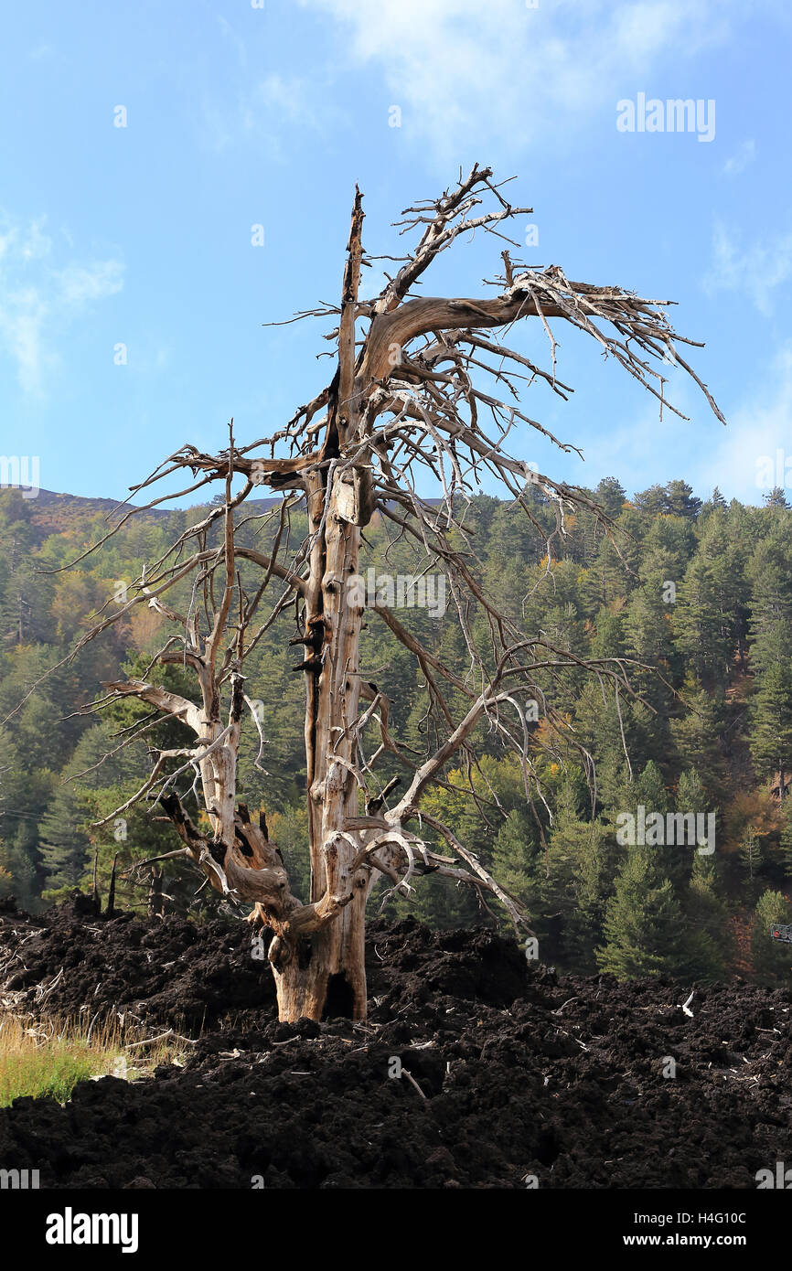 Dead tree and lava in Etna National Park, Sicily, Italy Stock Photo