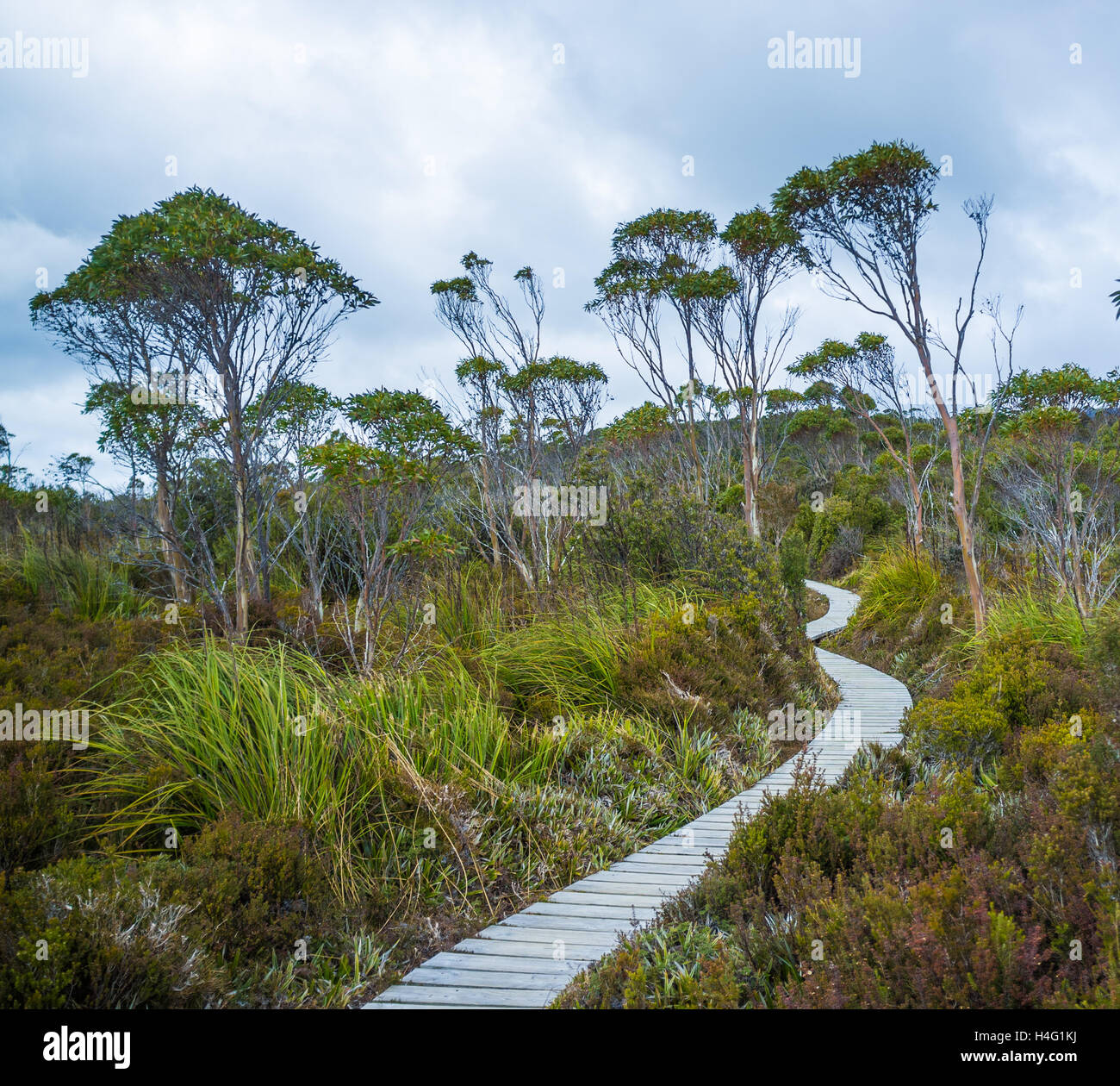 Winding boardwalk among native vegetation in Hartz Mountains National Park, Tasmania, Australia Stock Photo