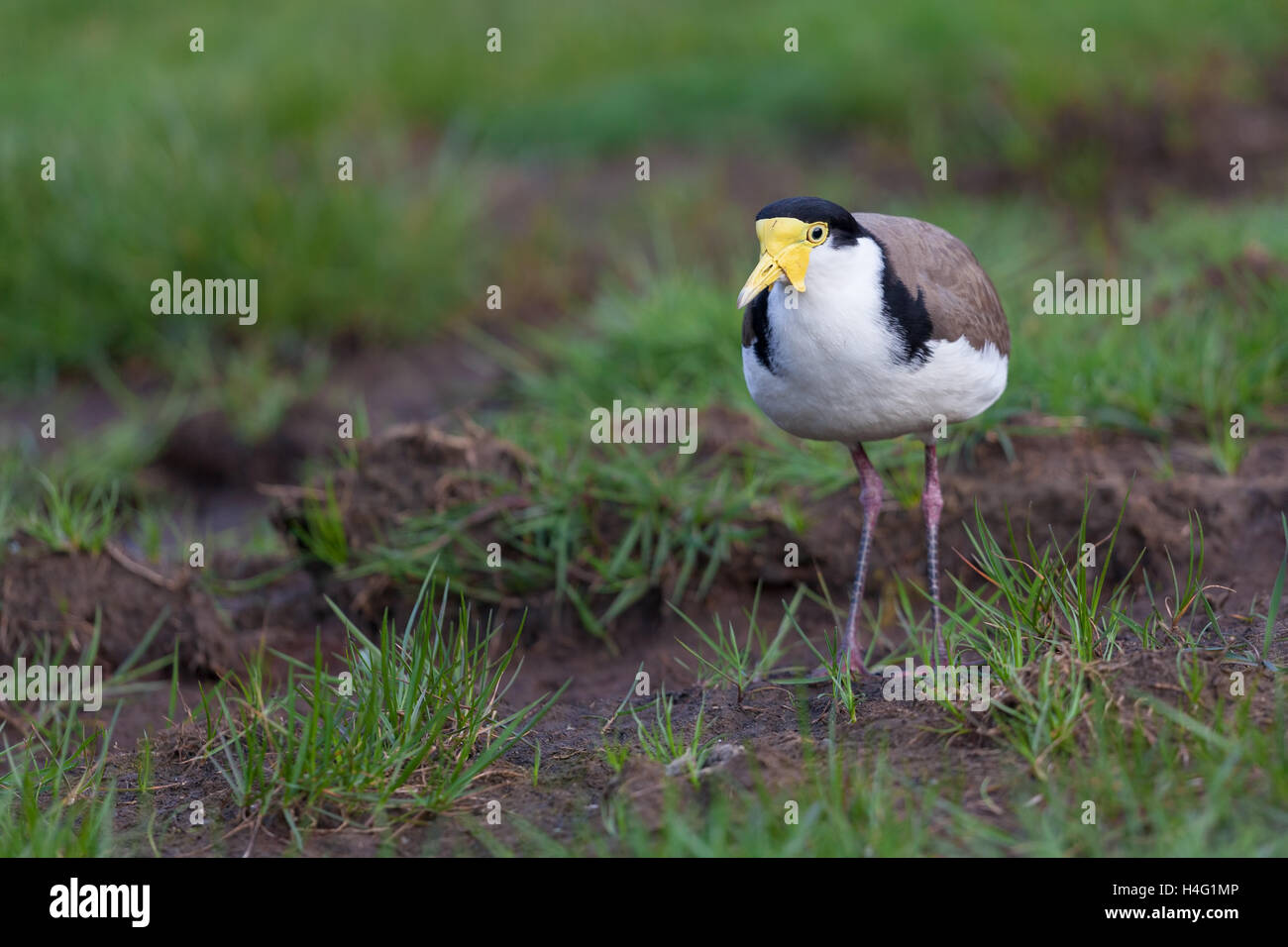 Portrait of Masked Plover in green grass. Tasmania, Australia Stock