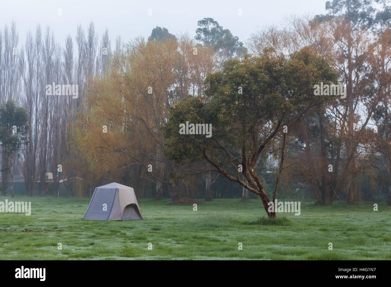 Lonely camping tent on grass under tree in the morning mist. Tasmania, Australia Stock Photo