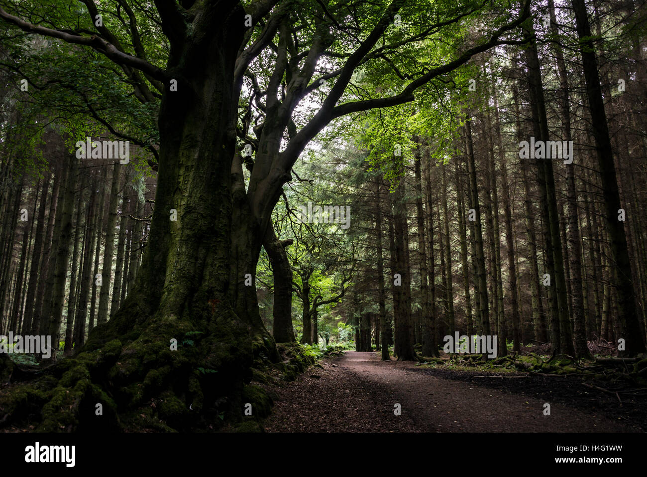 A tree looming over a path through the woods Stock Photo