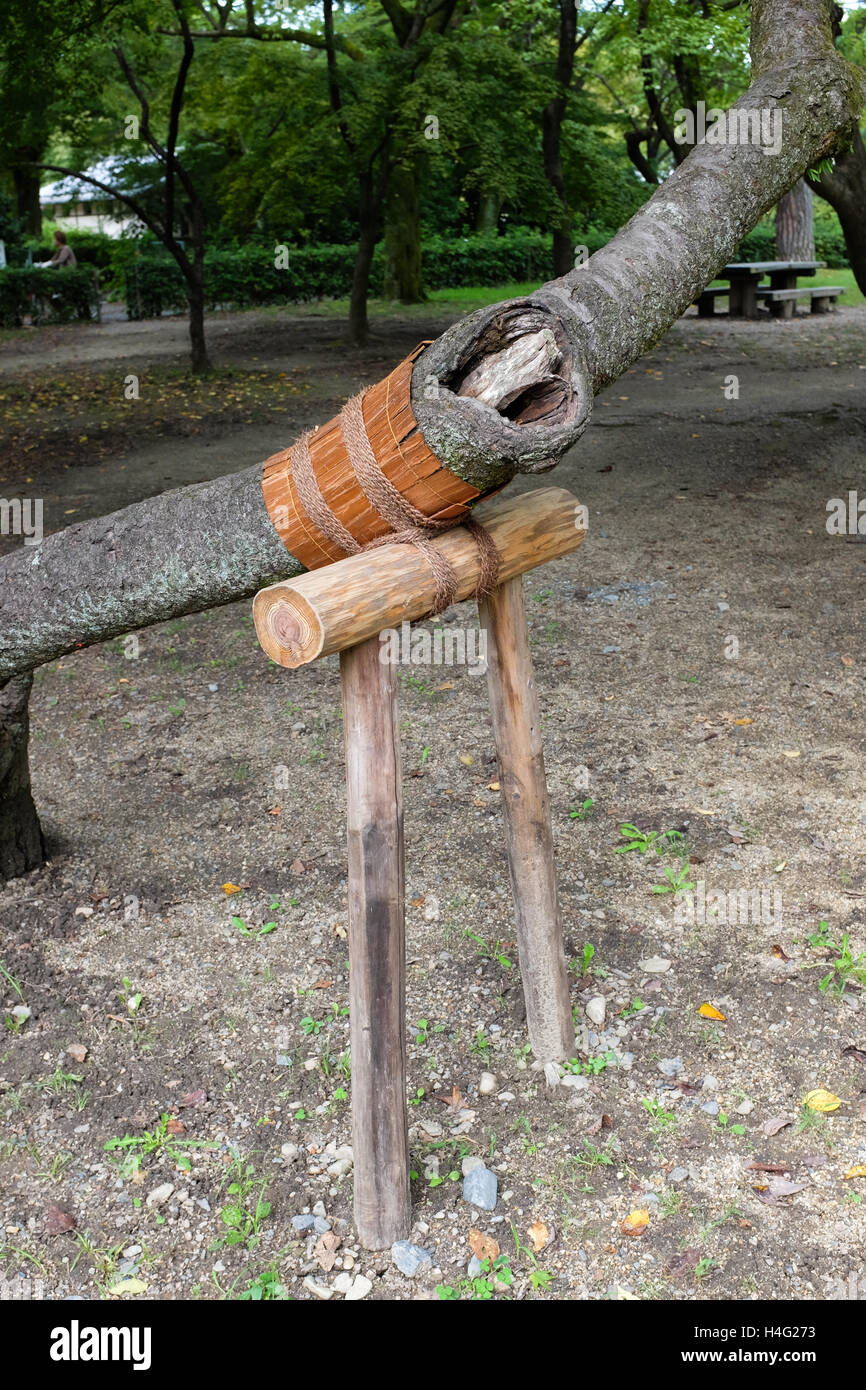 A tree with a manmade support Stock Photo Alamy