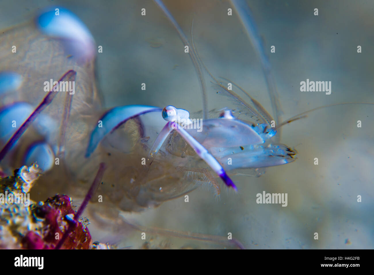 eye.  Ancylomenes magnificus,  kind of cleaner shrimp. at Owase Mie Japan. Depth 18m. Stock Photo