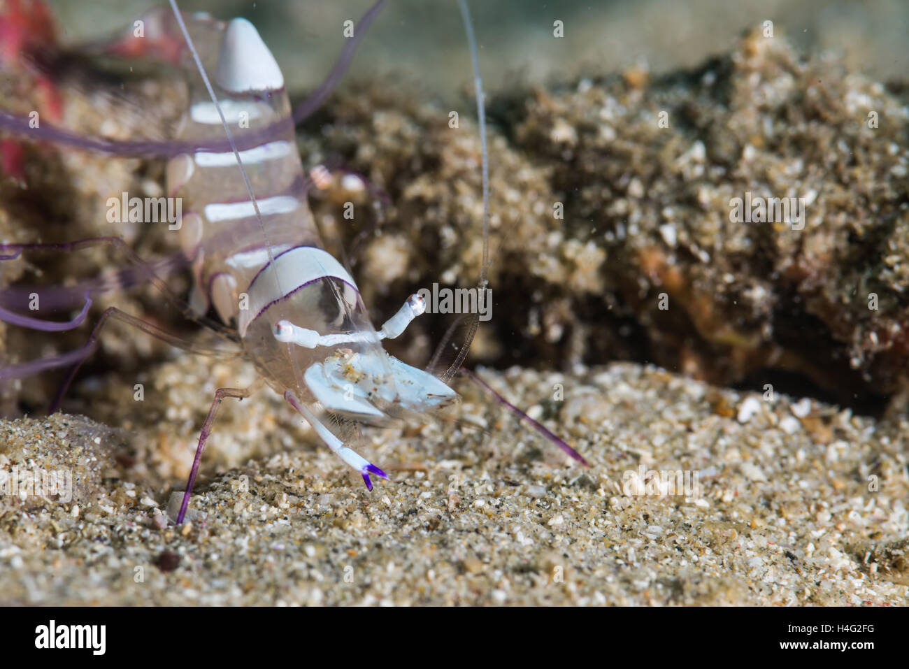 Ancylomenes magnificus,  kind of cleaner shrimp. at Owase Mie Japan. Depth 18m Stock Photo