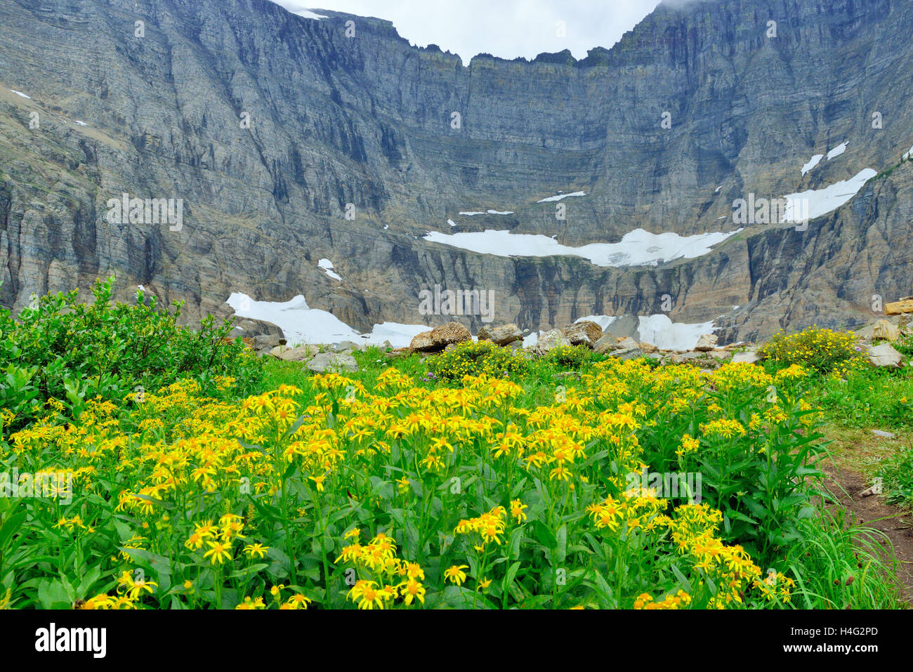 wild flowers by the Iceberg Lake glacier in Glacier National Park in ...