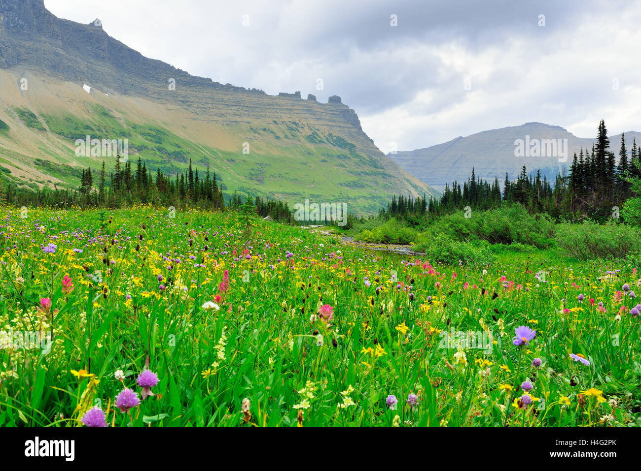 wild flowers in Glacier National Park in summer Stock Photo - Alamy