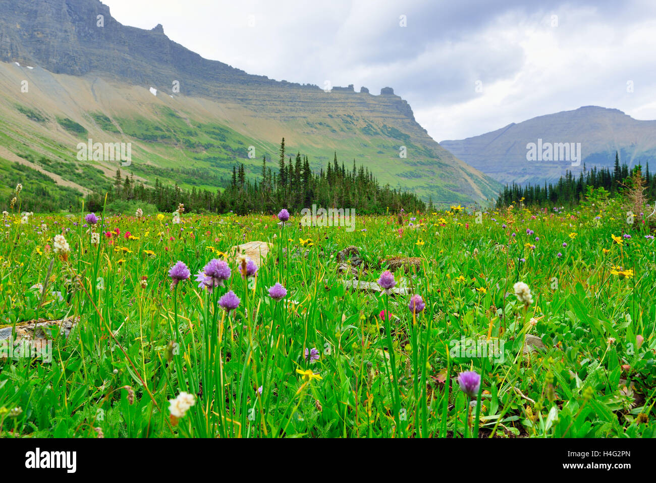 wild flowers in Glacier National Park in summer Stock Photo - Alamy