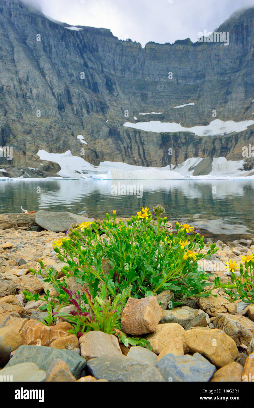 wild flowers by the Iceberg Lake glacier in Glacier National Park in