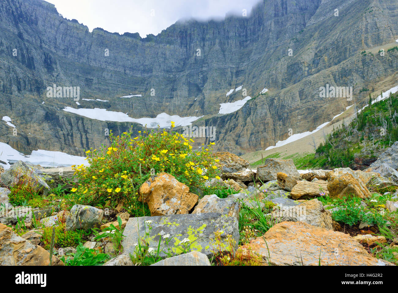 wild flowers by the Iceberg Lake glacier in Glacier National Park in ...