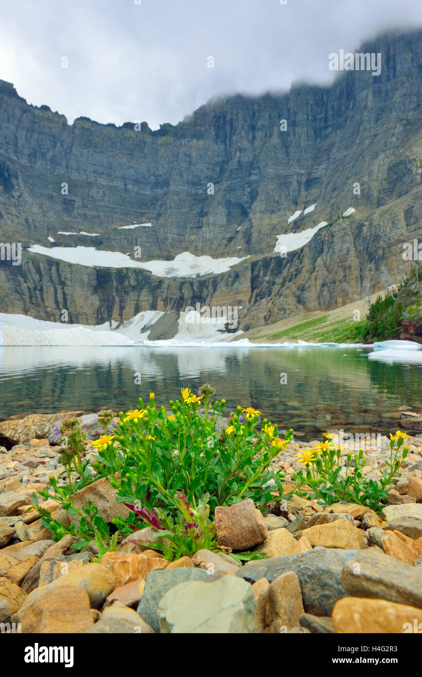wild flowers by the Iceberg Lake glacier in Glacier National Park in ...