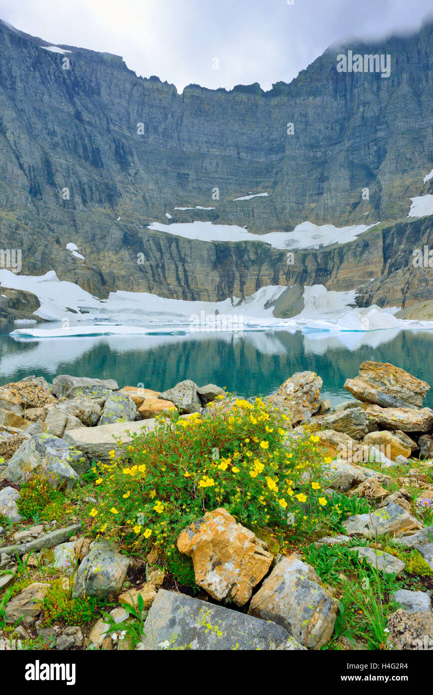 wild flowers by the Iceberg Lake glacier in Glacier National Park in