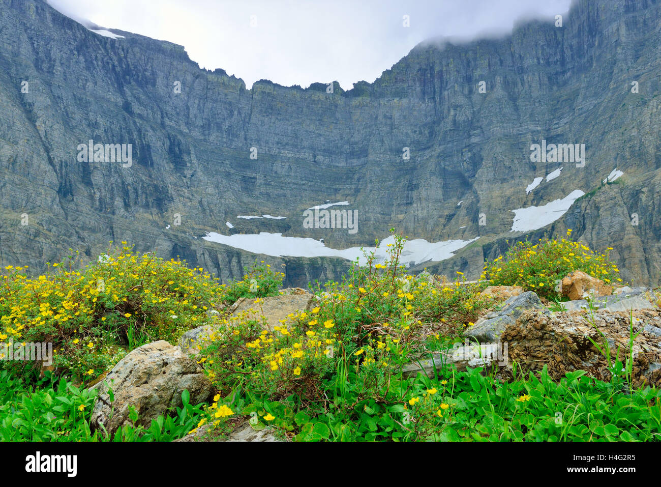 wild flowers by the Iceberg Lake glacier in Glacier National Park in ...