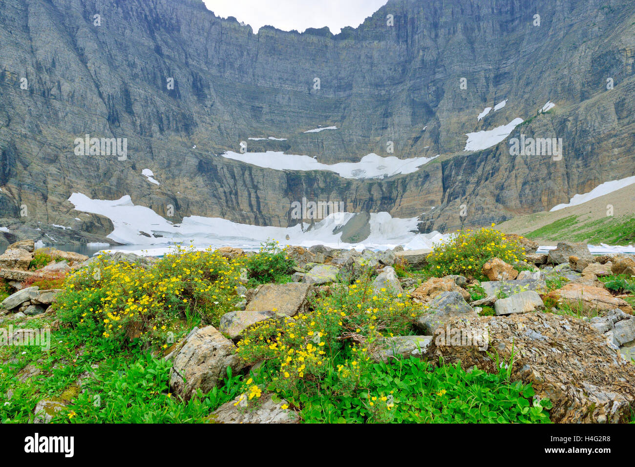 wild flowers by the Iceberg Lake glacier in Glacier National Park in ...