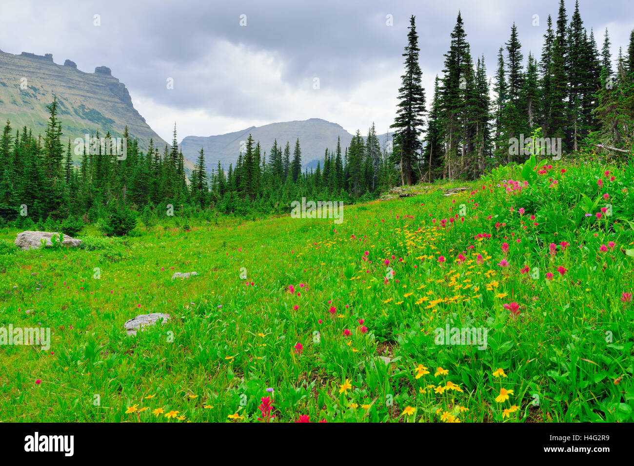 wild flowers in Glacier National Park in summer Stock Photo - Alamy