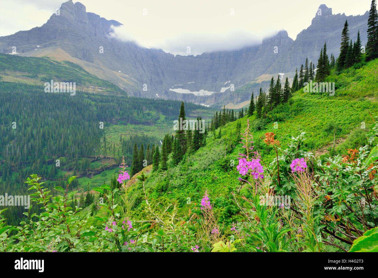 Wild Alpine wild alpine flowers on the Glacier National Park landscape in summer ...