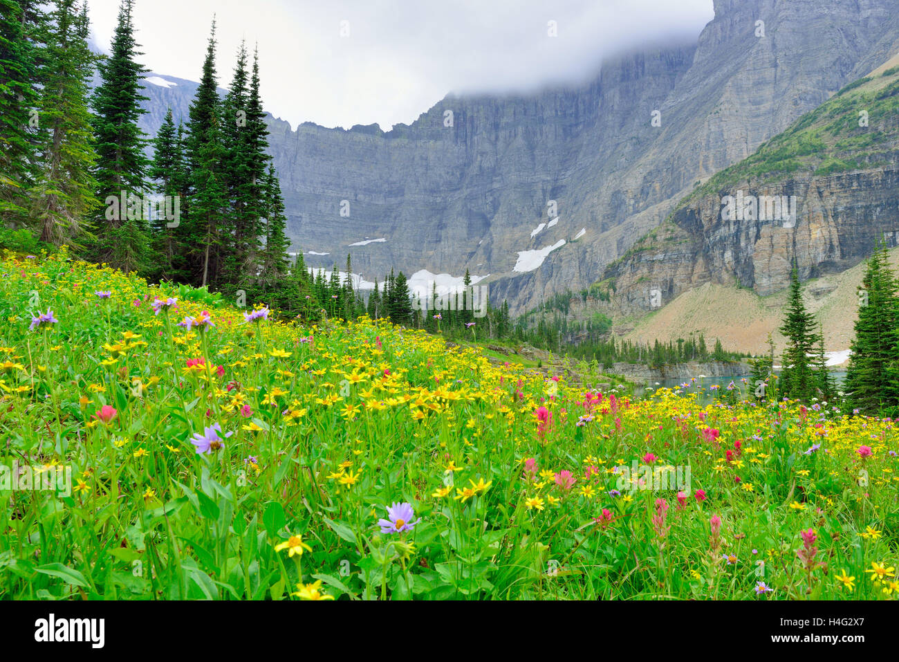 Wild Alpine wild alpine flowers on the Glacier National Park landscape in summer ...
