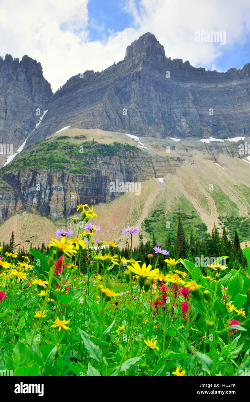 Wild Alpine wild alpine flowers on the Glacier National Park landscape in summer ...