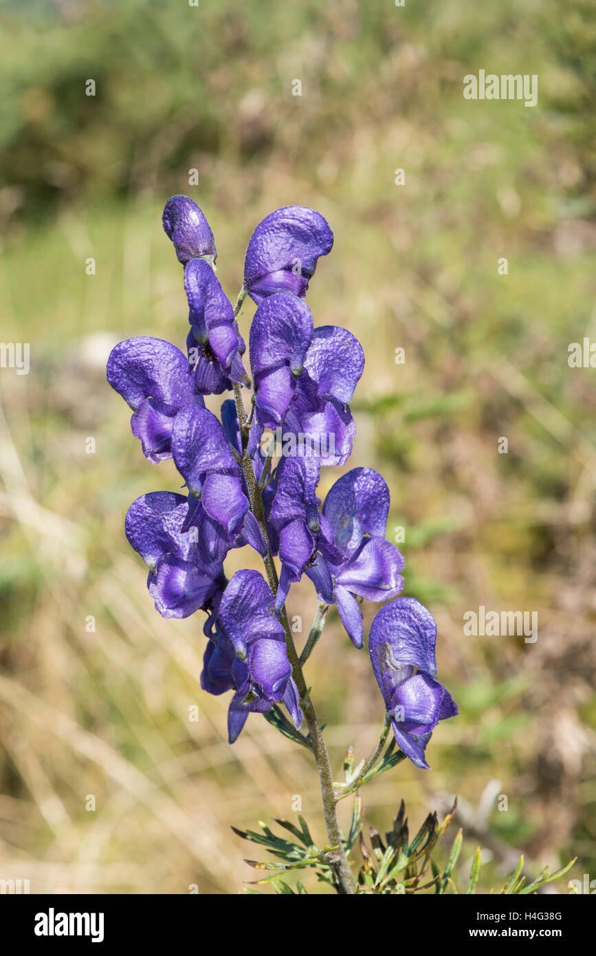 Womans bane hi-res stock photography and images - Alamy
