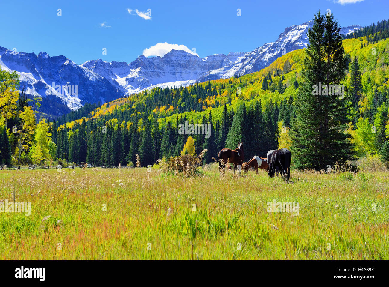 grazing horse in the alpine scenery during foliage season near county road 7 Stock Photo