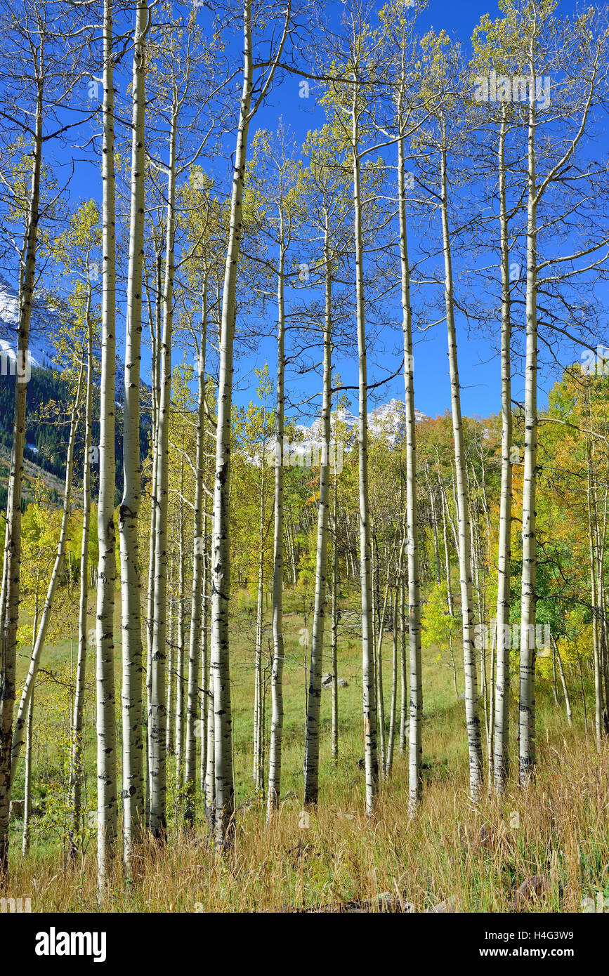 colorful aspen during foliage season in Colorado Stock Photo - Alamy
