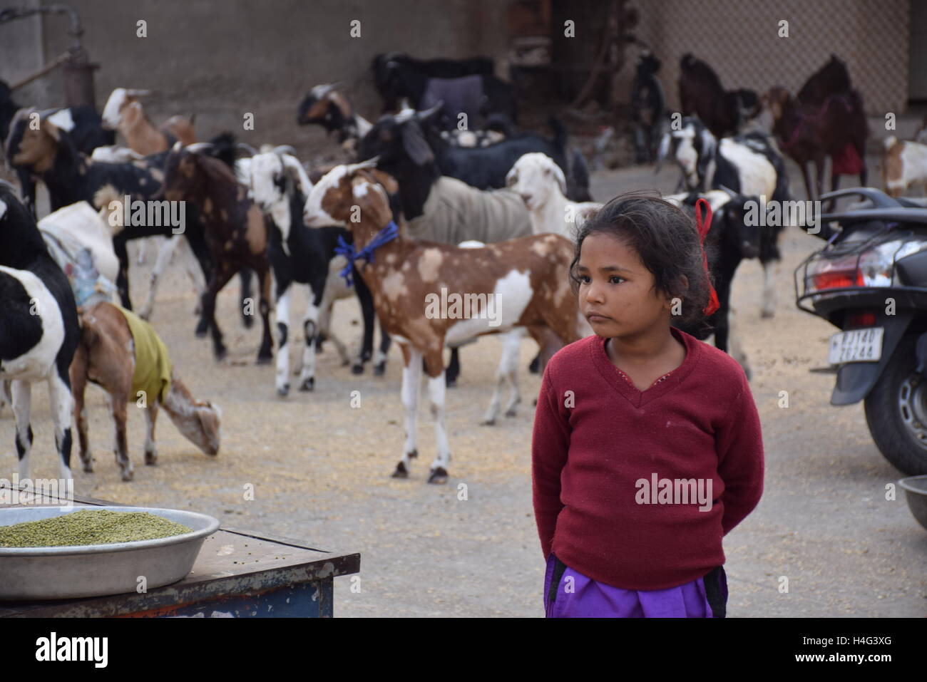 Poor Indian kid with goats on the streets of Jaipur, Rajasthan, India Stock Photo