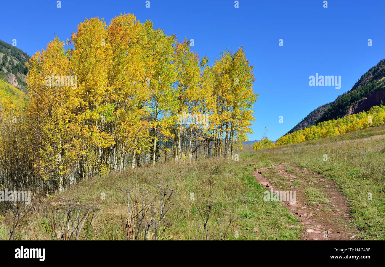 colorful aspen during foliage season in Colorado Stock Photo - Alamy