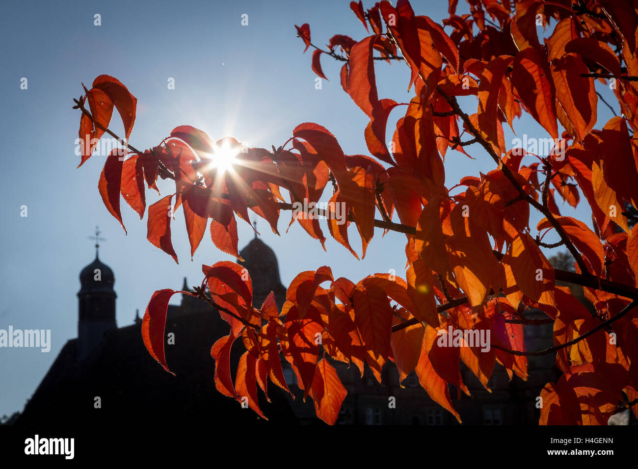 HamelnPyrmont, Germany. 16th Oct, 2016. Redcoloured autumn leafs can