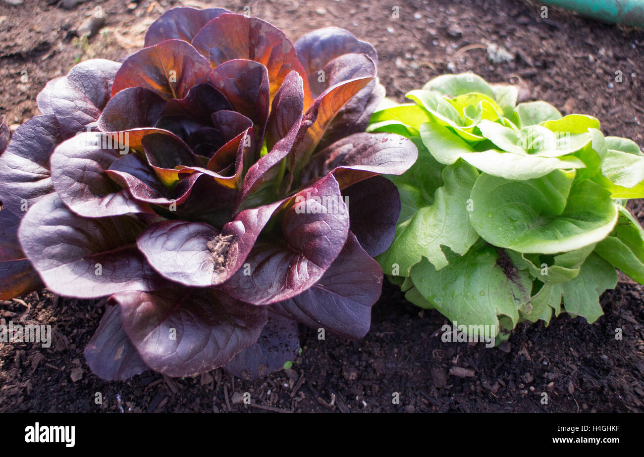 Red and green sizes lettuce growing outside on Vancouver Island, food inspiration Stock Photo