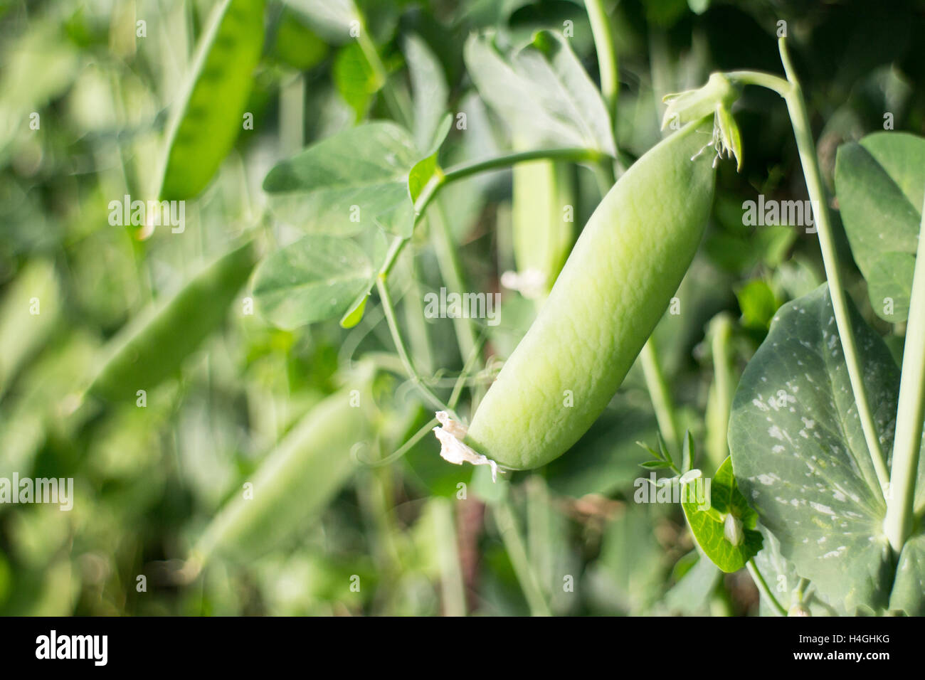 Single green pea pod in focus growing outside on Vancouver Island, British Columbia, food inspired Stock Photo
