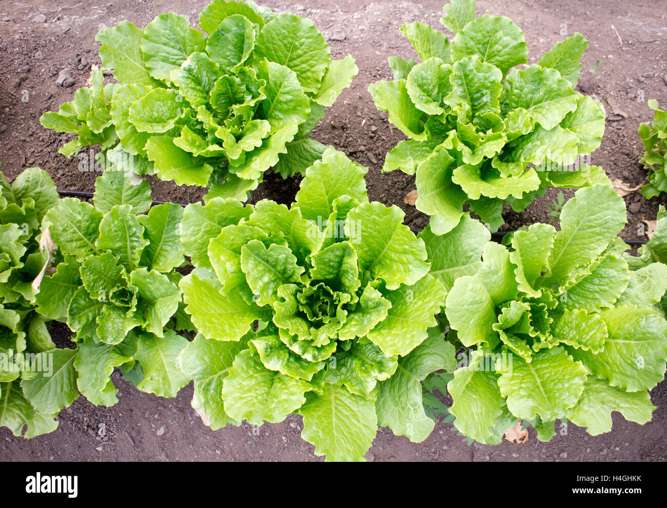 Green large heads of lettuce growing outside on the farm on Vancouver Island, food inspired Stock Photo
