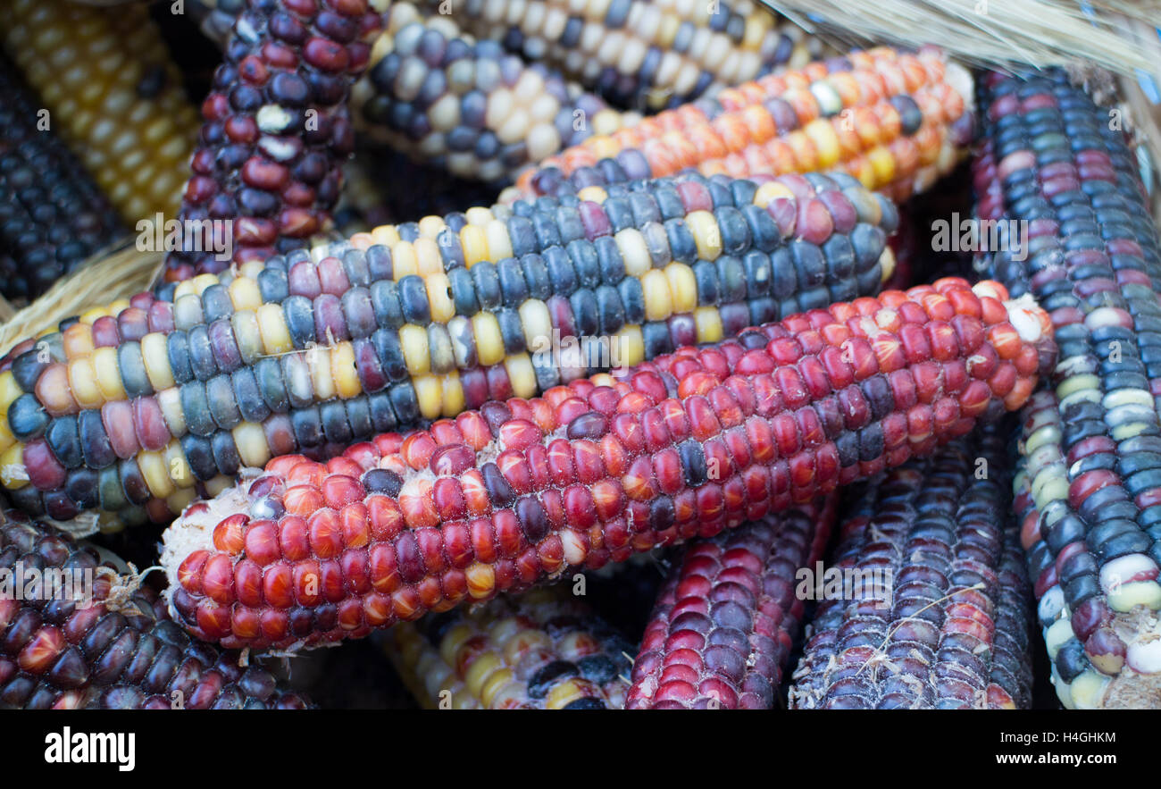 Multicolored corn, red, orange, black, yellow, growing on Vancouver Island, Farm inspired Stock Photo