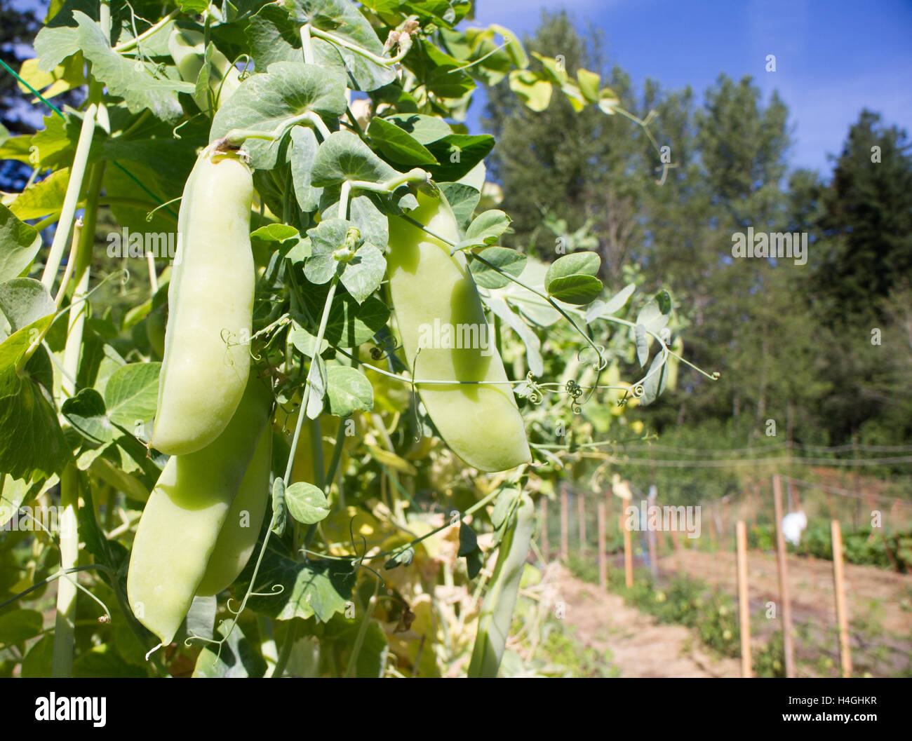 Locally grown green peas growing on the vine on Vancouver Island on Canada, farm inspired Stock Photo