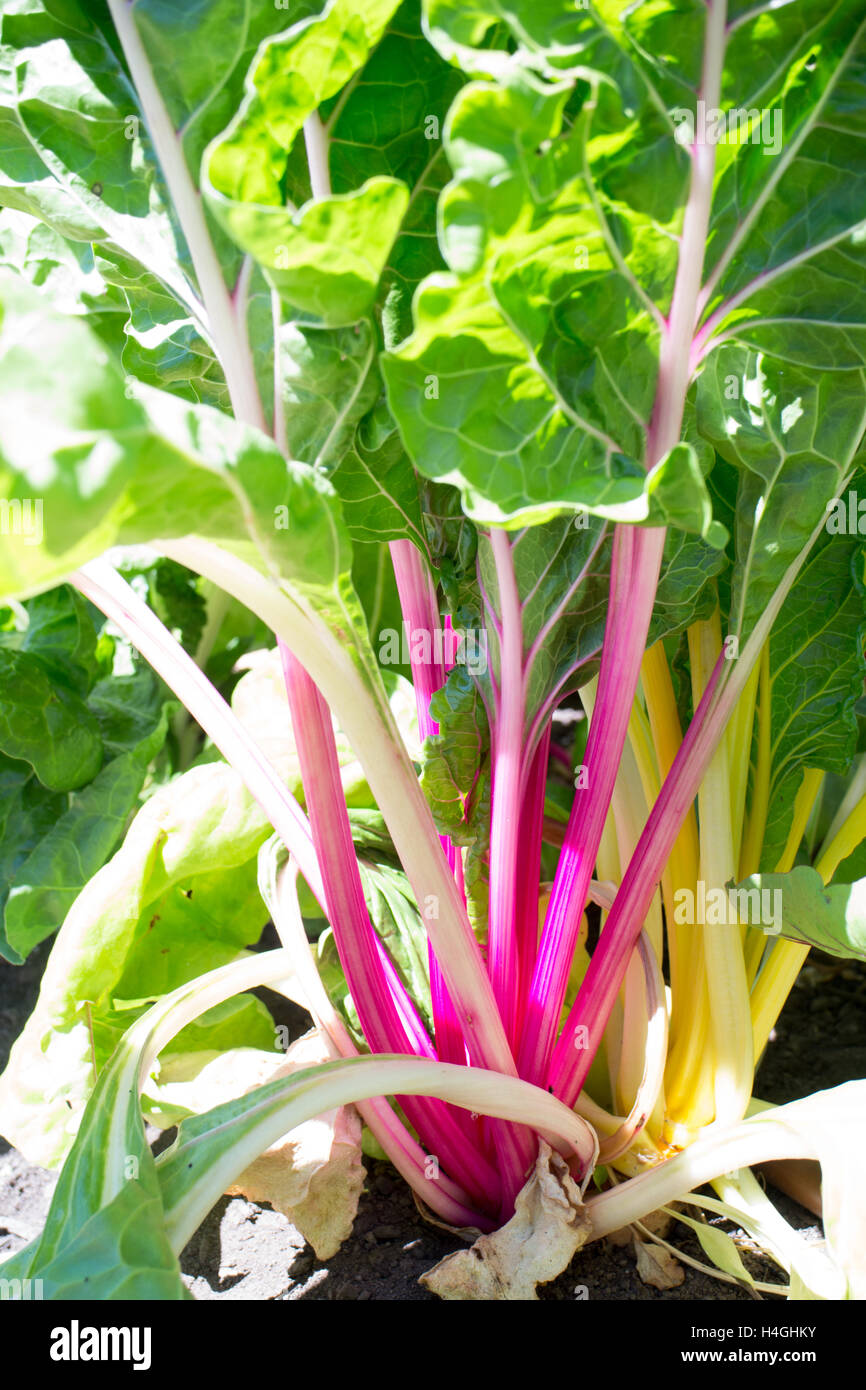 Rainbow chard growing outside on a farm on Vancouver Island, farm inspired Stock Photo
