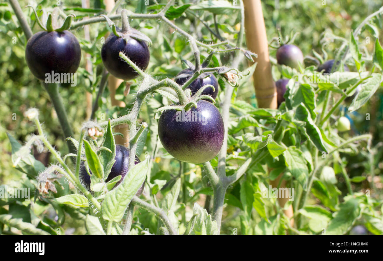 Black top heirloom tomatoes growing on the vine in a greenhouse on Vancouver Island, farm inspired Stock Photo